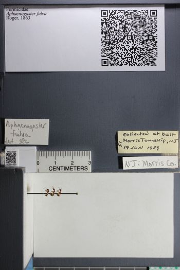 Media type: image;   Entomology 585620
